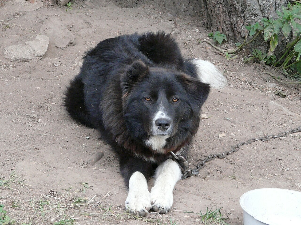 A black-and-white Karakachan livestock guardian dog lying in a Bulgarian shepherd's yard